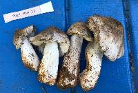 Tricholoma terreum image