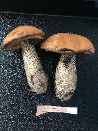 Leccinum insigne image