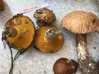 Suillus brevipes image