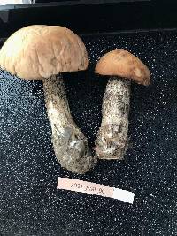 Leccinum insigne image