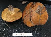 Suillus brevipes image