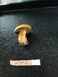 Suillus tomentosus image