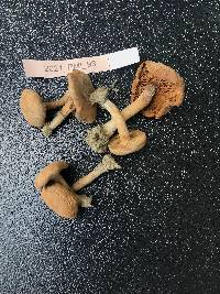 Inocybe dulcamara image