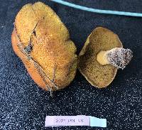 Suillus tomentosus image