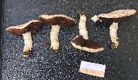 Agaricus bitorquis image