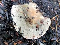 Russula grisea image