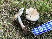 Amanita volvata image