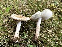 Amanita volvata image