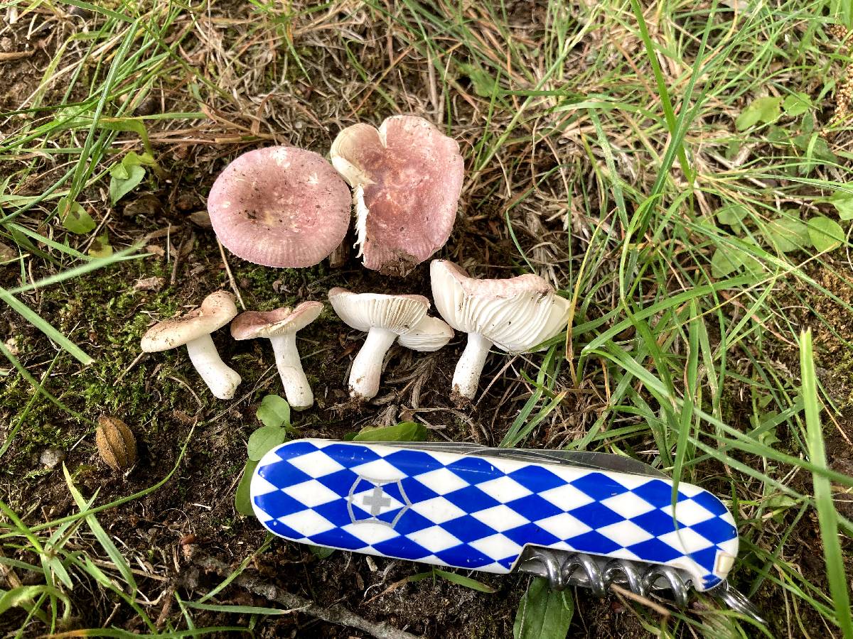 Russula lilacea image