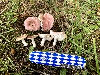 Russula lilacea image