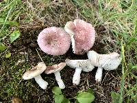 Russula lilacea image