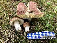 Russula romellii image