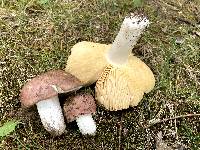 Russula romellii image