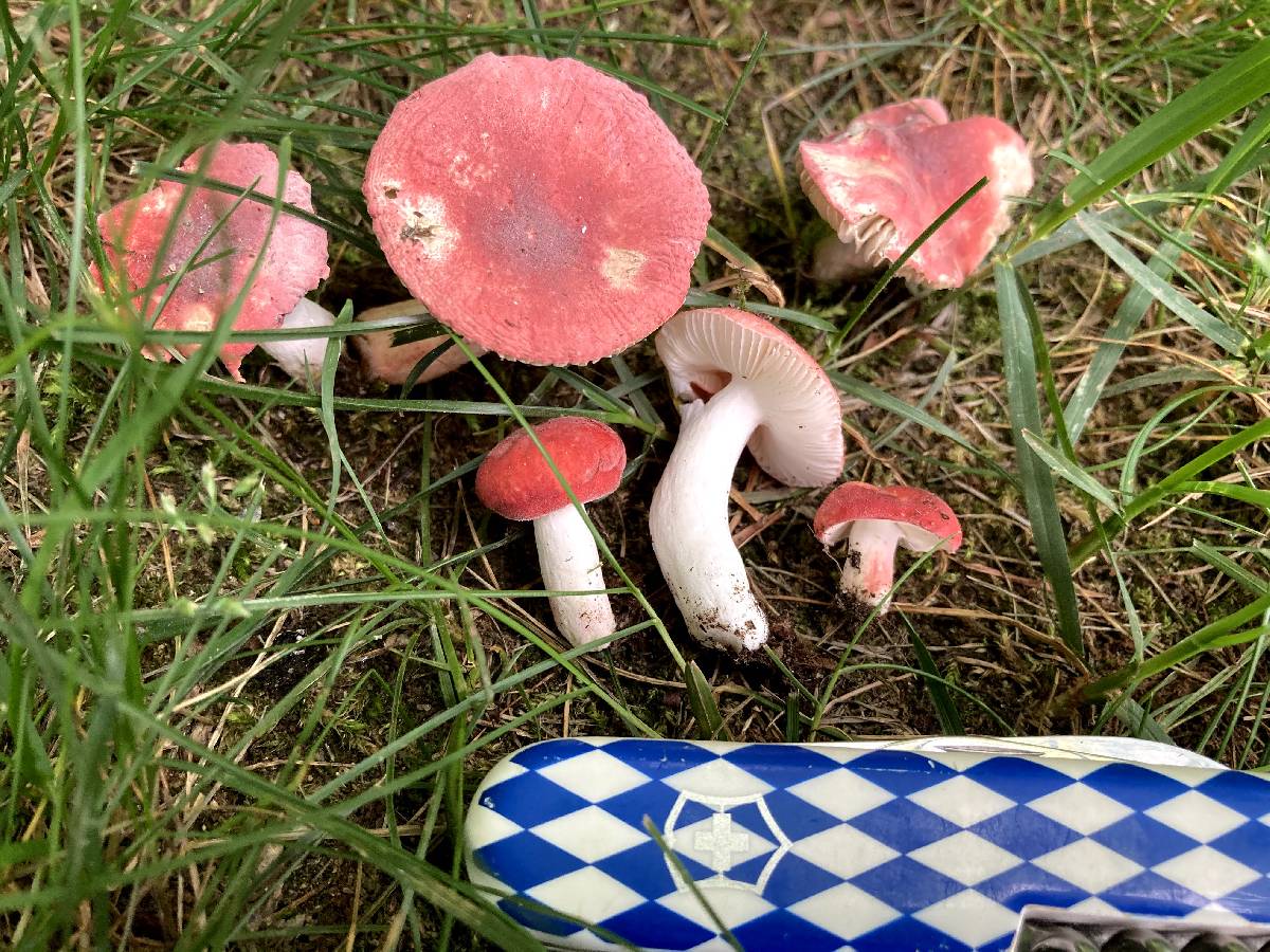 Russula corallina image