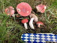 Russula corallina image