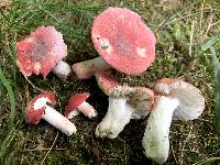 Russula corallina image