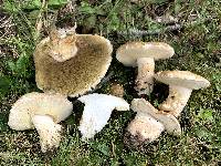 Boletus variipes image