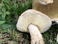 Boletus variipes image