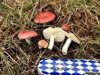 Russula pusilla image