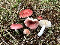 Russula pusilla image