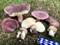 Russula mariae image