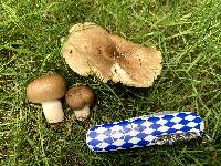 Russula amoenolens image