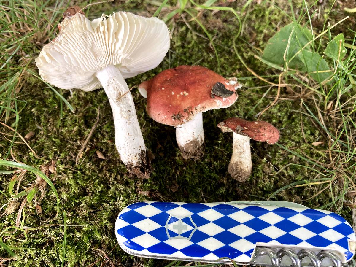 Russula incarnaticeps image