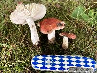 Russula incarnaticeps image