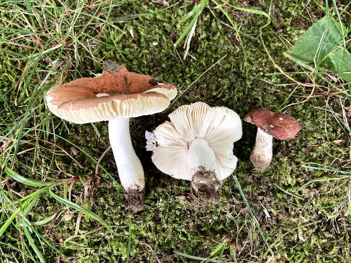 Russula incarnaticeps image