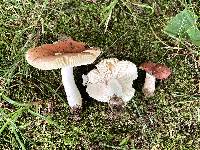 Russula incarnaticeps image