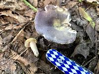 Russula ornaticeps image