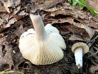 Russula ornaticeps image