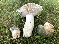 Russula parvovirescens image