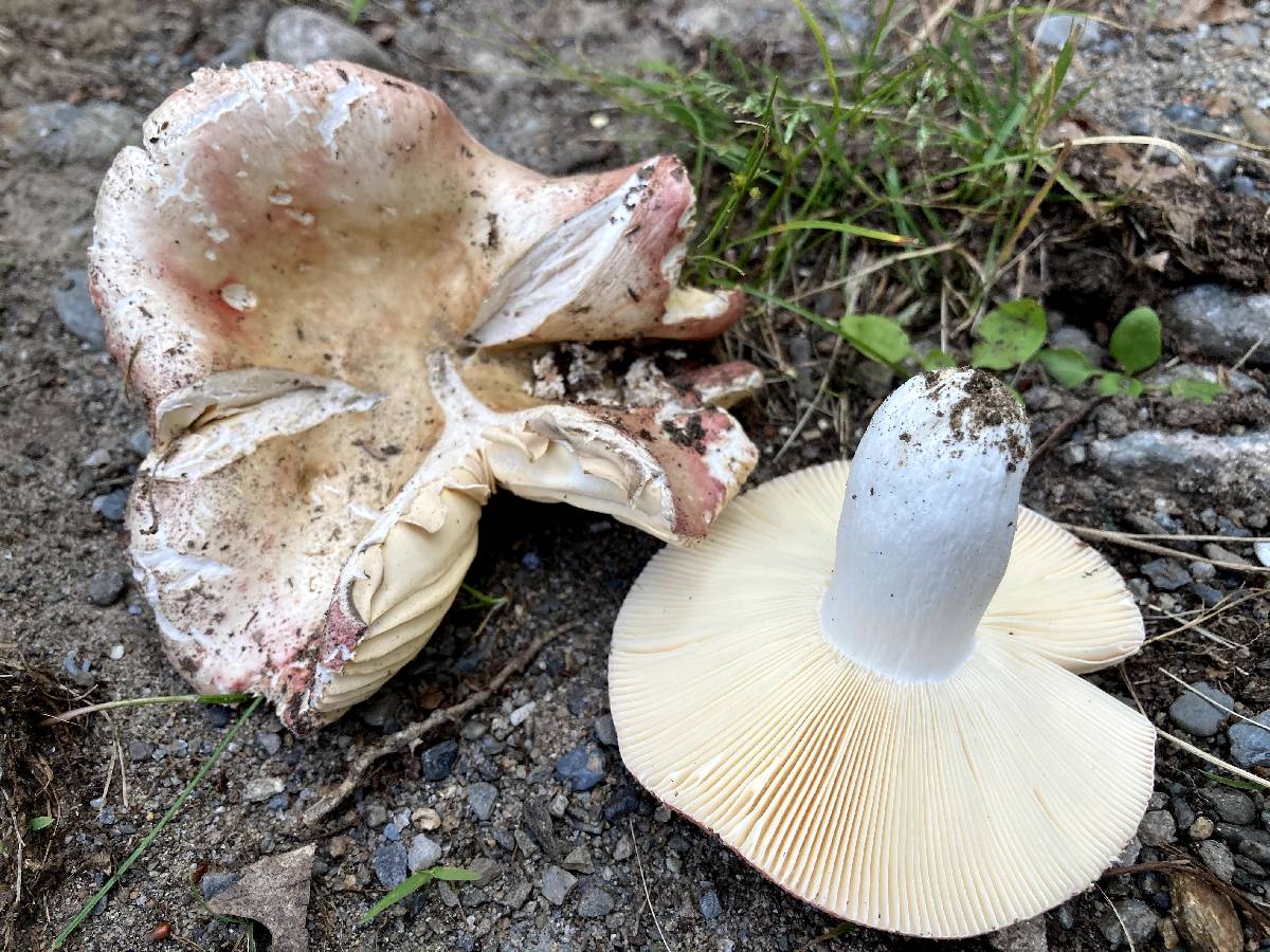 Russula astringens image