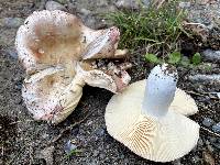 Russula astringens image