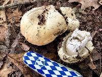 Russula xerampelina image