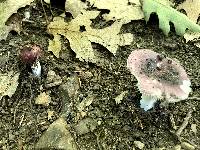 Russula sericeonitens image