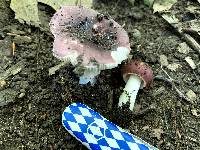 Russula sericeonitens image