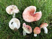 Russula uncialis image