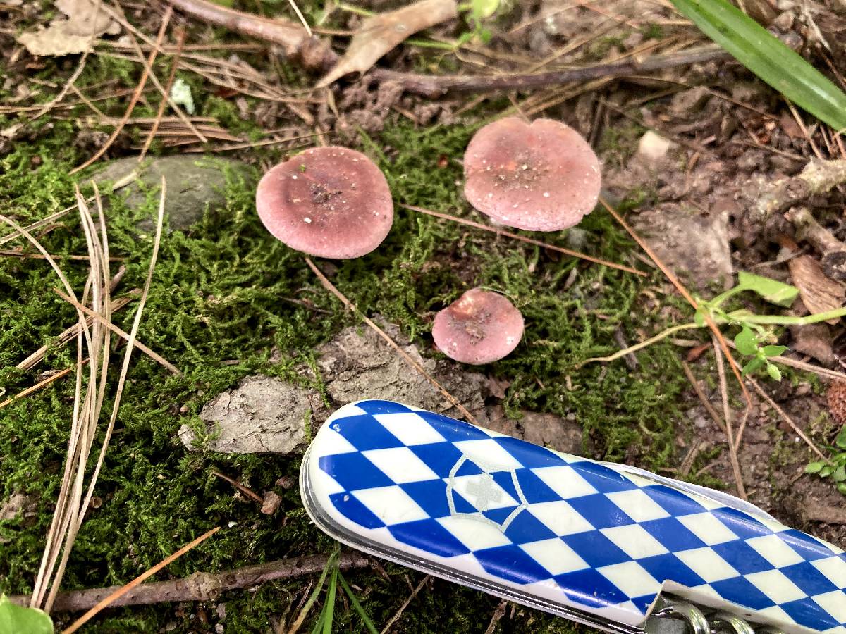 Russula subtilis image