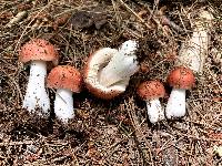 Russula pusilla image