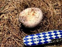 Russula cyanoxantha image