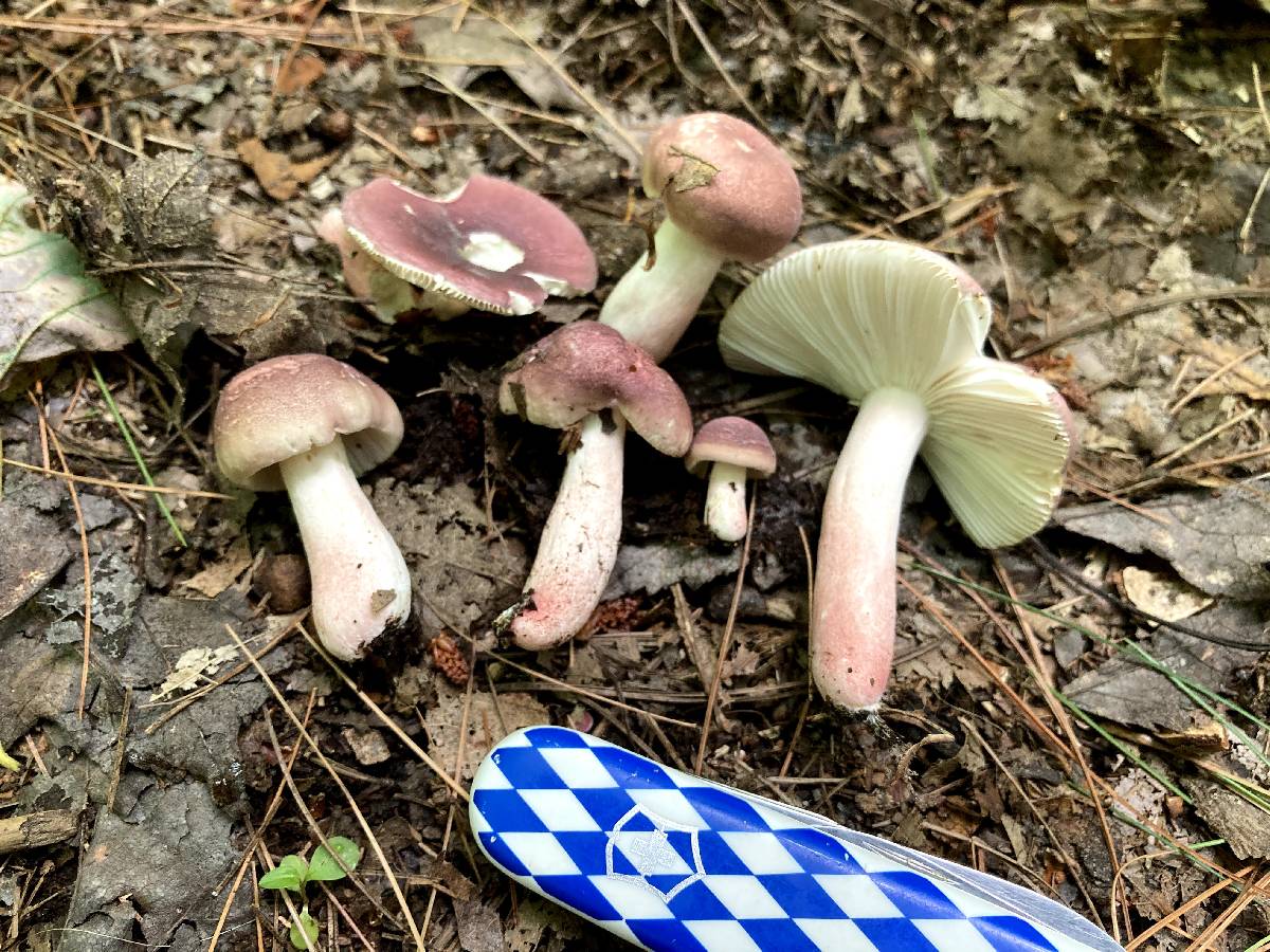 Russula subtilis image