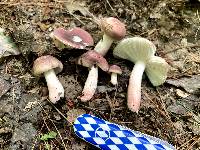 Russula subtilis image