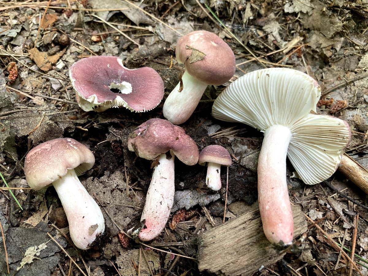 Russula subtilis image