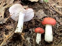 Russula emetica image