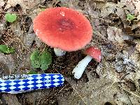 Russula rubellipes image