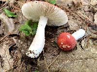 Russula rubellipes image