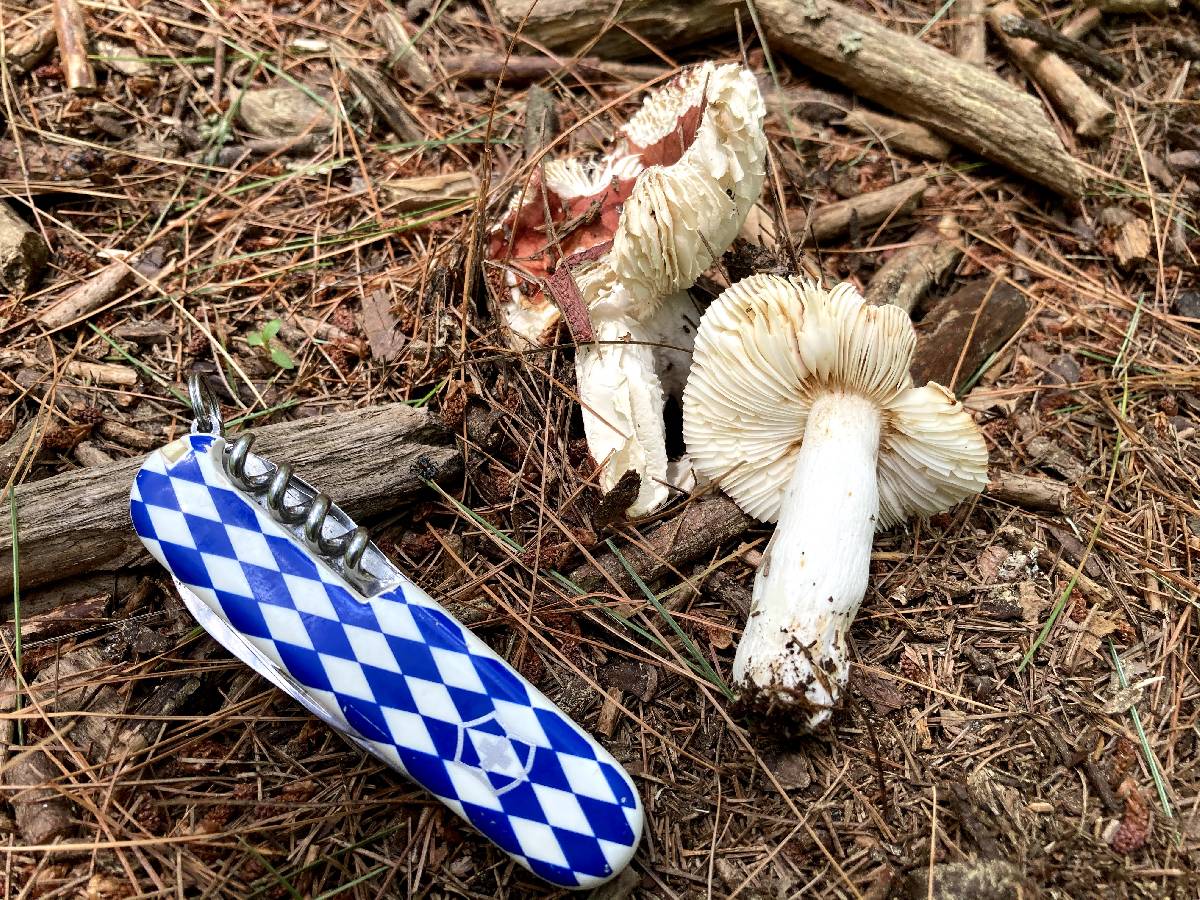 Russula humicola image