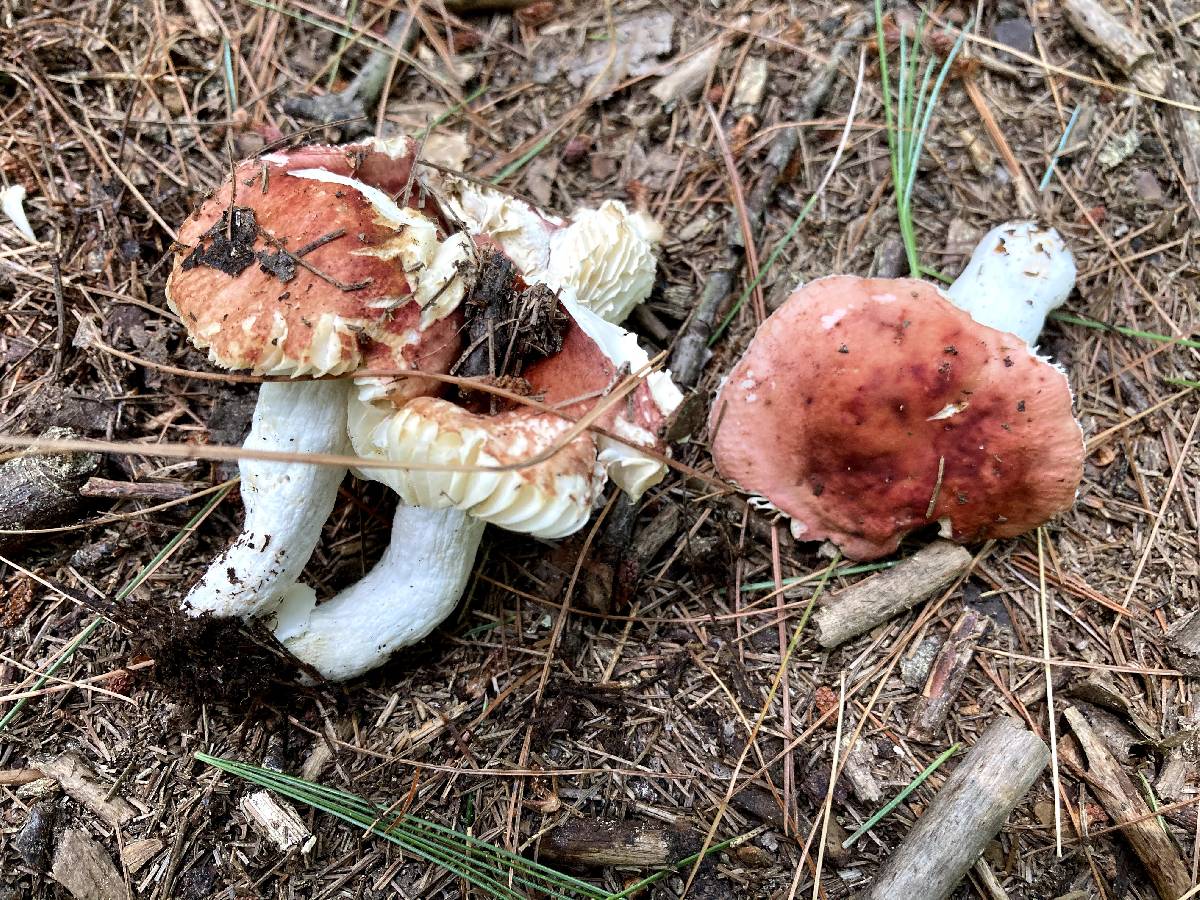 Russula humicola image